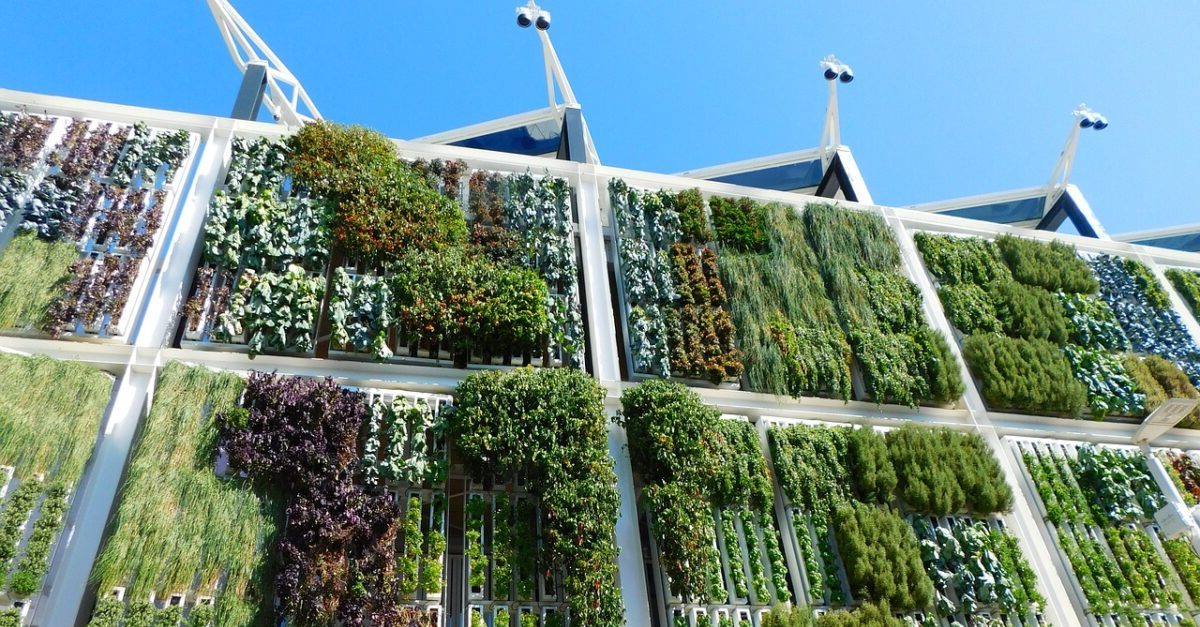 How to Create a Stunning Vertical Garden
