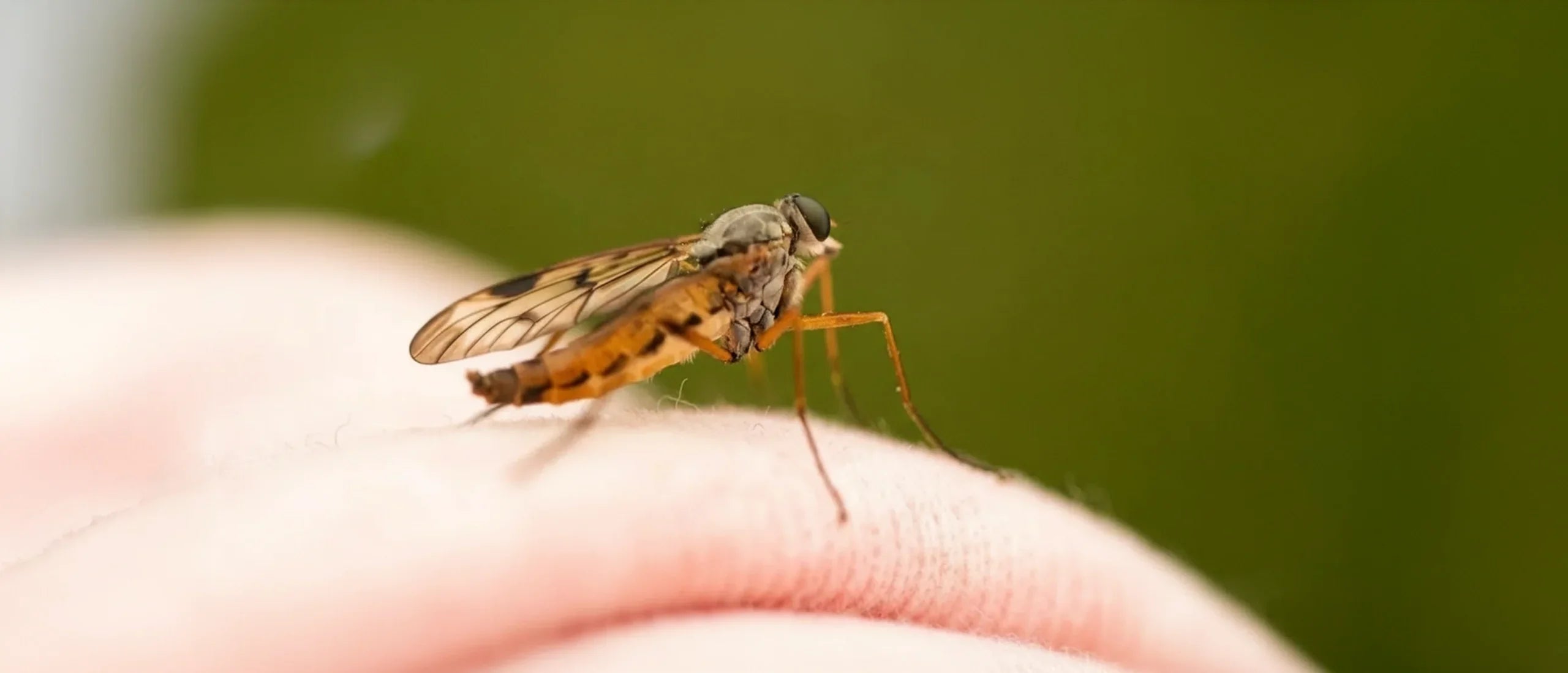 How to Prevent Mosquito Bites to Maximize Summer Outdoor Fun