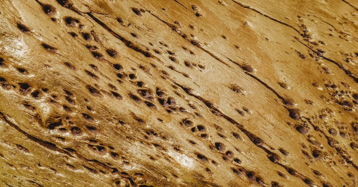 When Termites Attack!