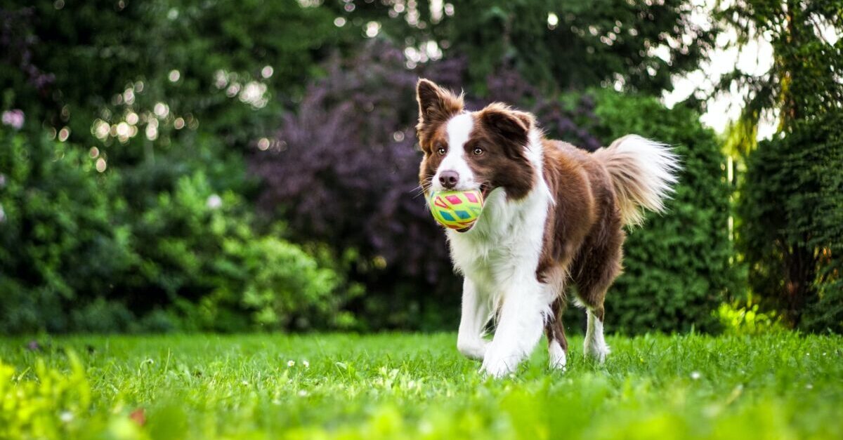7 Ways to Make Your Backyard a Doggie Paradise