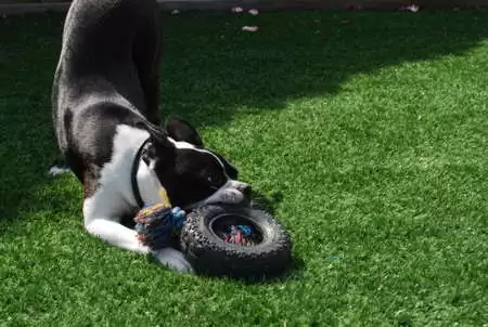 artificial turf for dogs.jpg