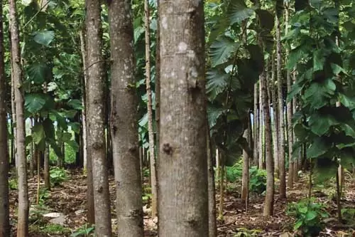 plantation teak forest.jpg