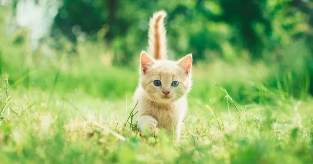 orange tabby kitten in grasses