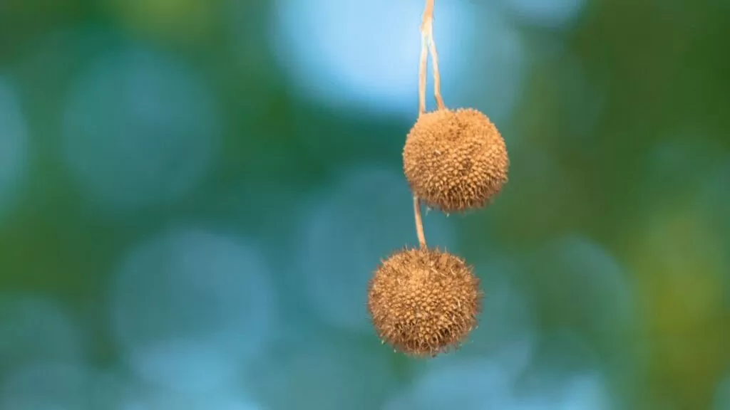 sycamore balls