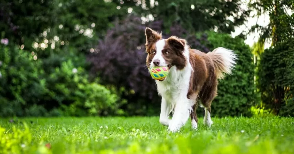 backyard doggie paradise