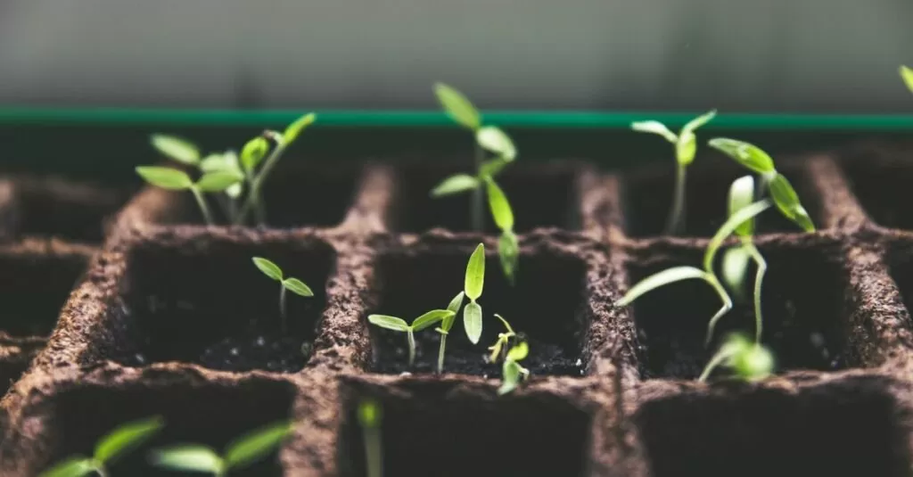 mini garden plants