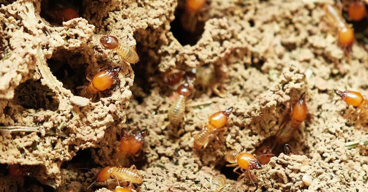 Of Termites and Teak: Do They, Or Do They Not Eat It?