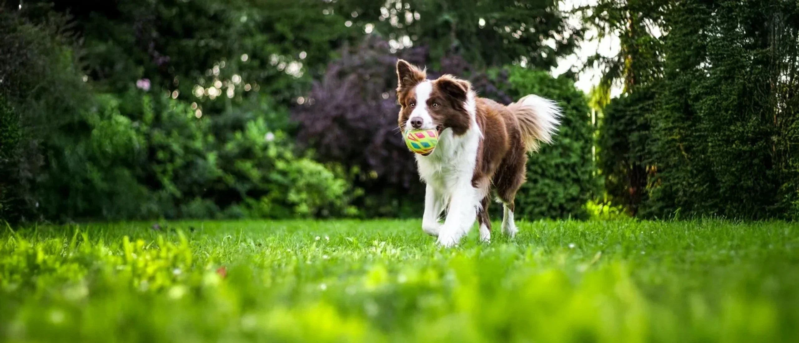 Protecting Your Outdoor Furniture from Pet Damage: Tips and Solutions