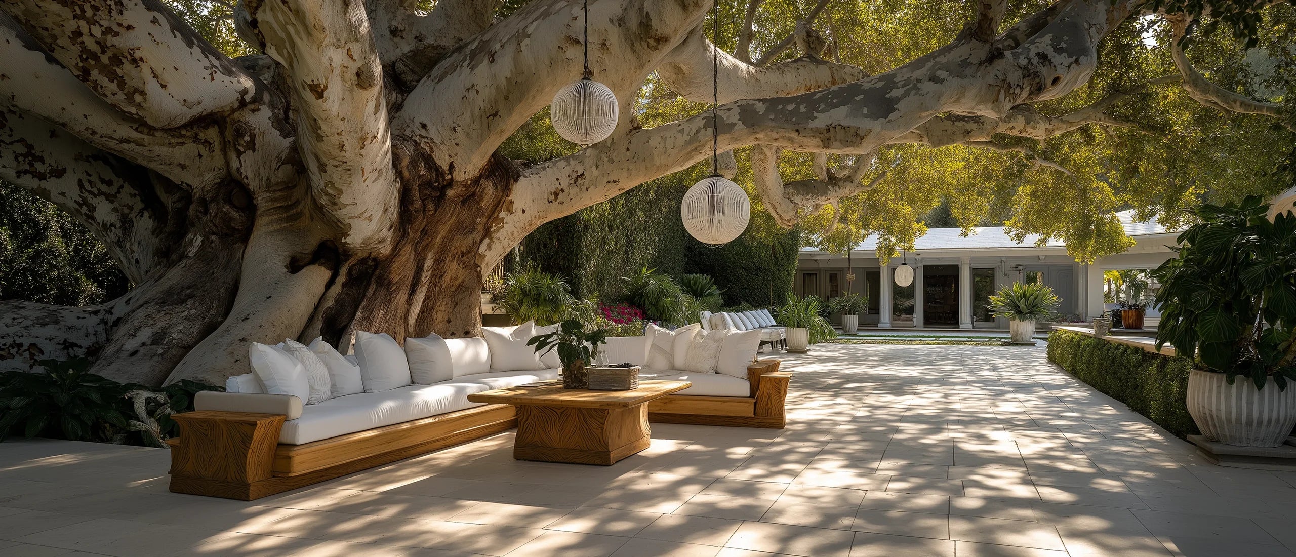 Sycamore Balls – What are they?