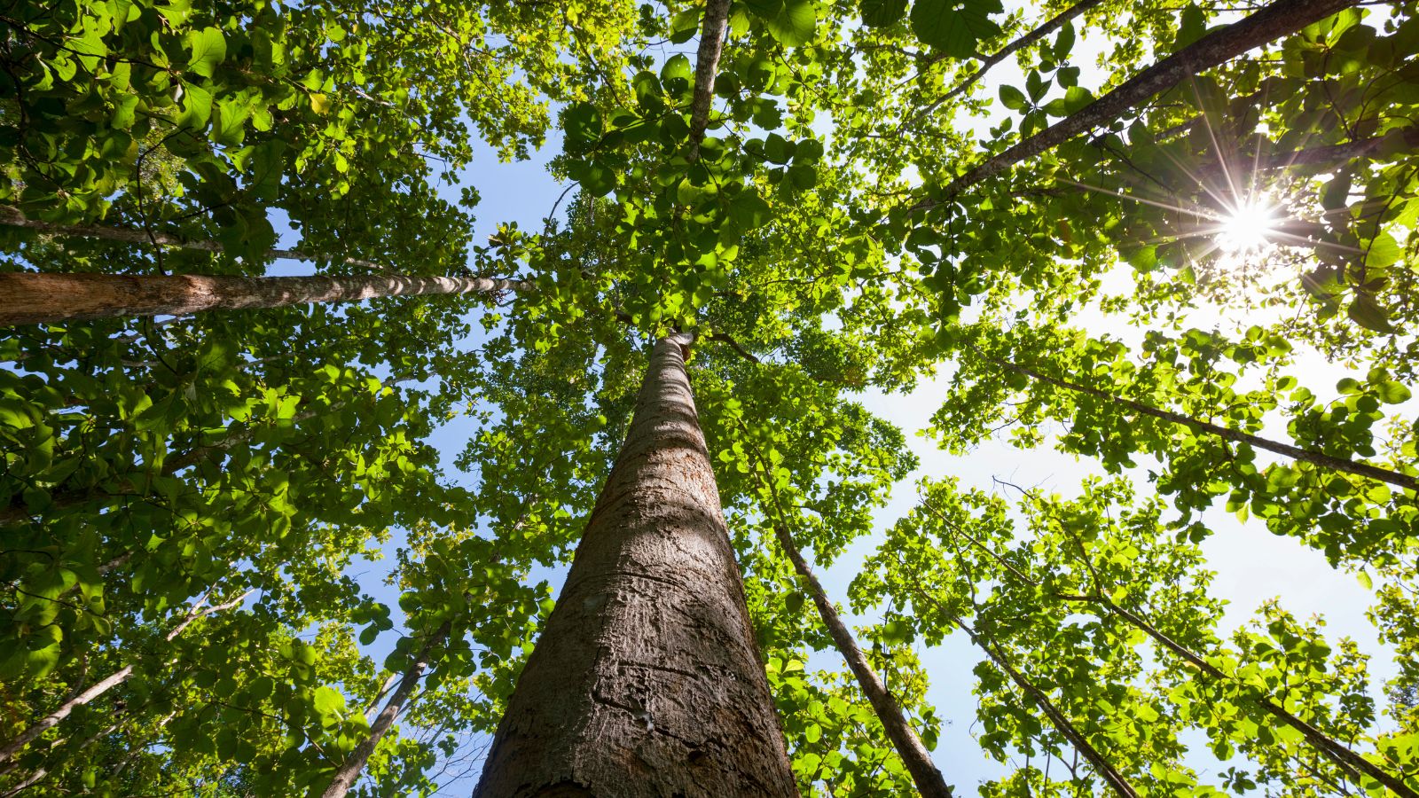 Is Teak Sustainable? The Real Eco Footprint of Patio Furniture