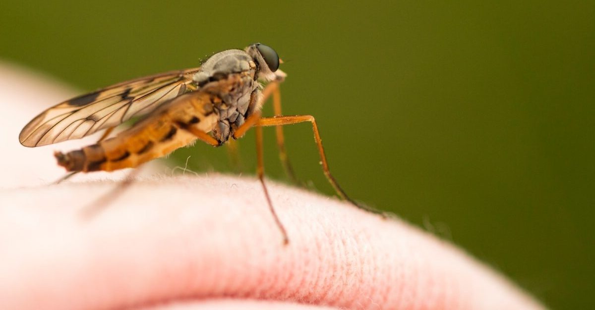 How to Prevent Mosquito Bites to Maximize Summer Outdoor Fun