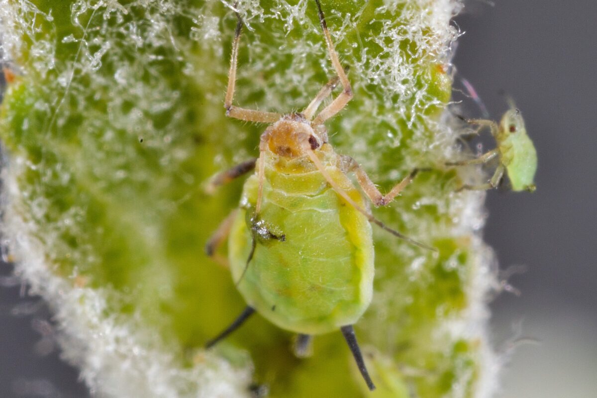 Bugs You Need to Watch for During the Winter