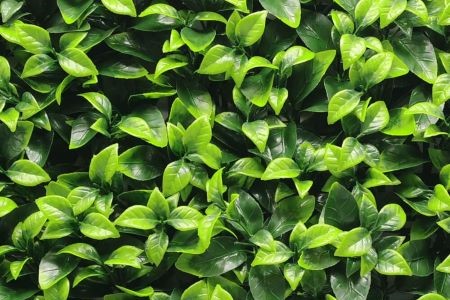Artificial Green Wall